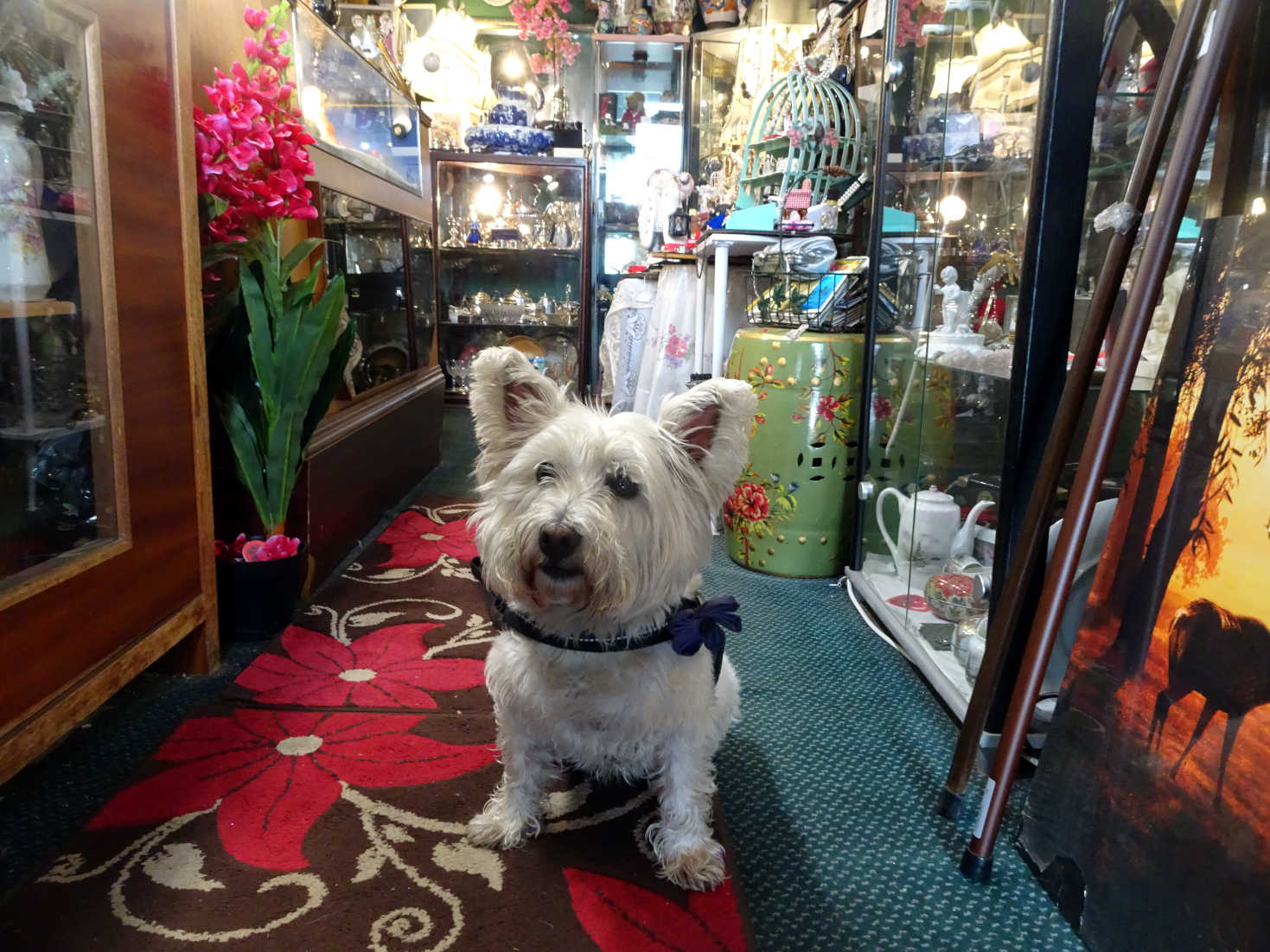 poppy the westie in the victorian shop rothsay