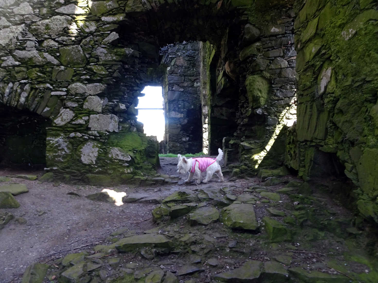 poppy the westie inside dunskey castle portpatrick