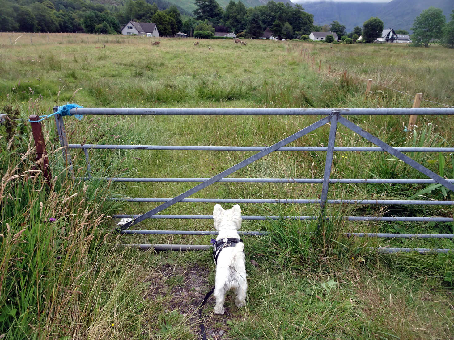 poppy the westie keeps an eye on the dear at glen coe