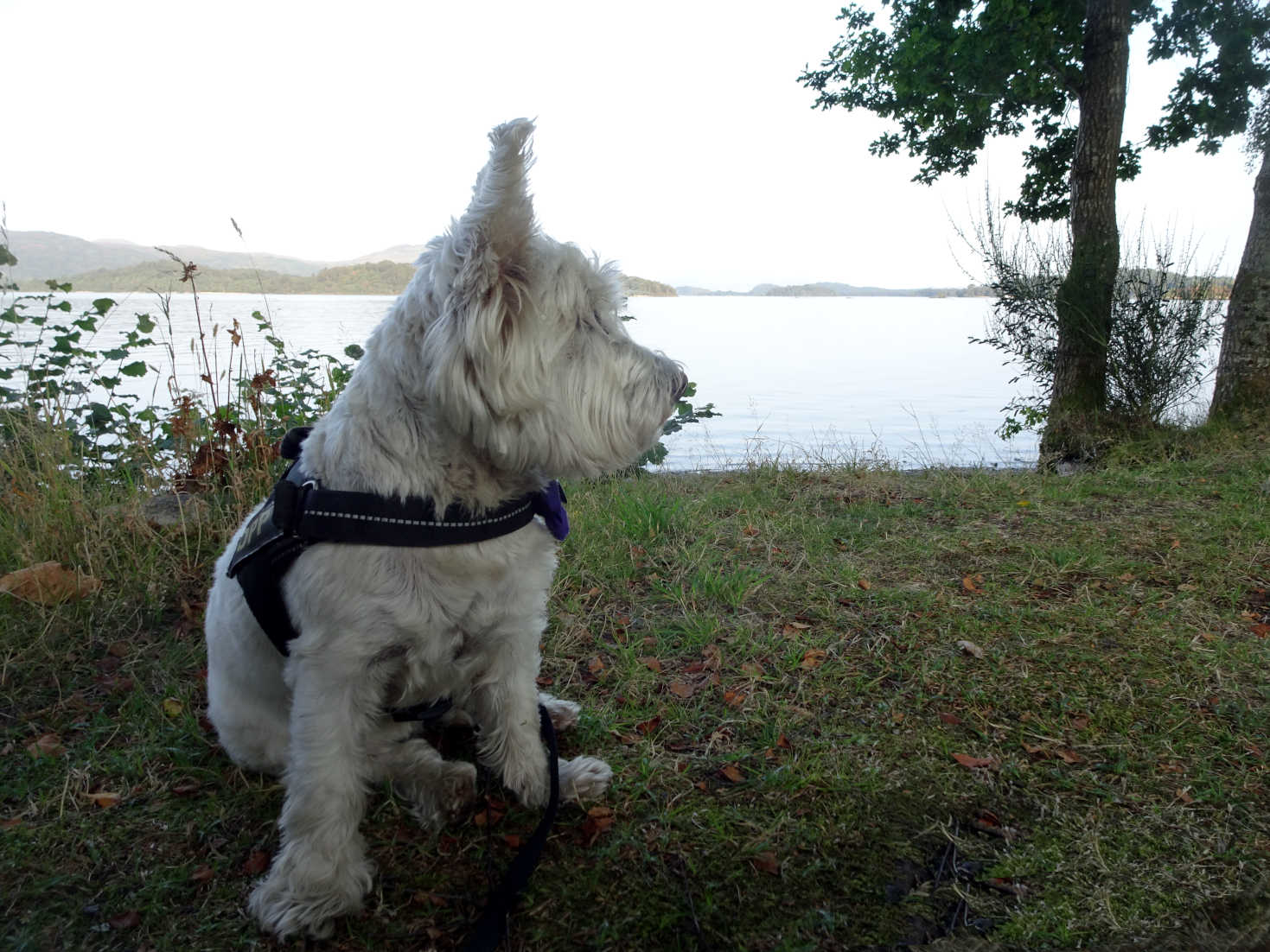 poppy the westie listning to music at luss campsite