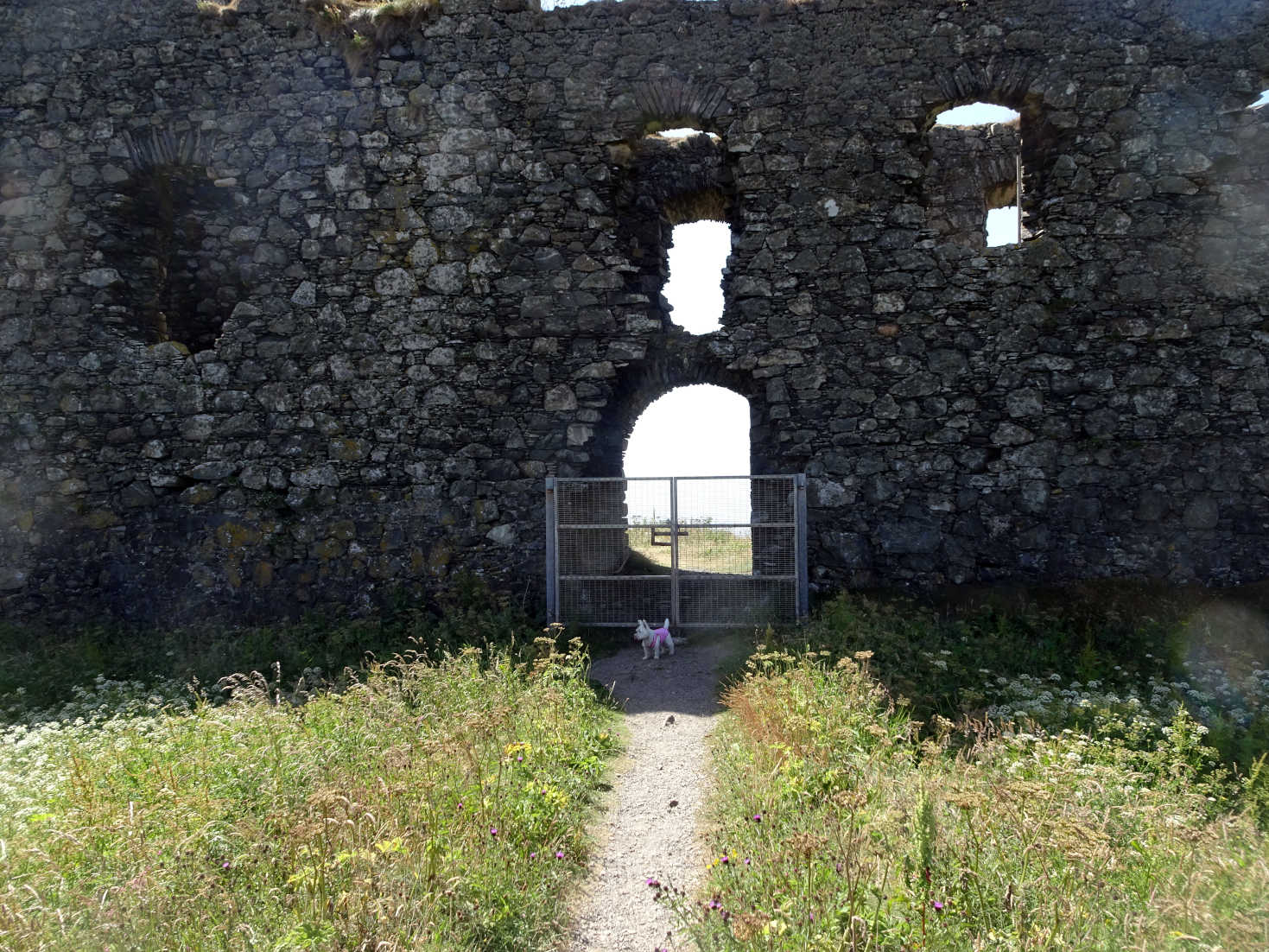 poppy the westie locked out of castle portpatrick