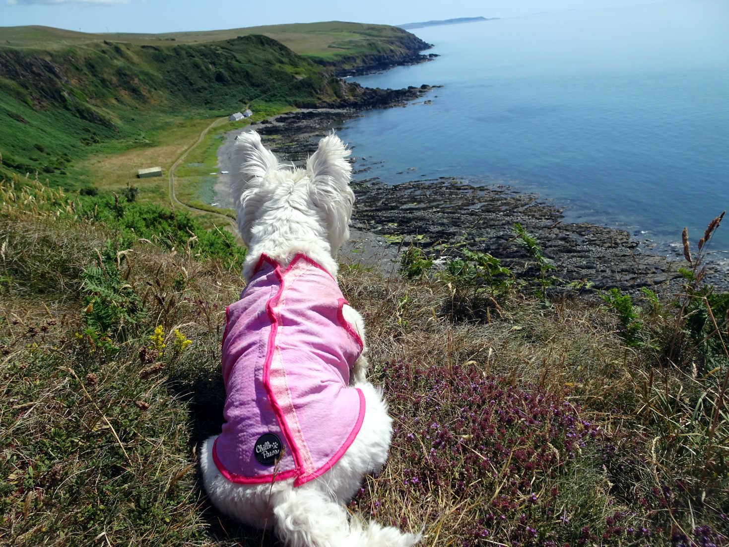 poppy the westie looking down to Morrock Bay