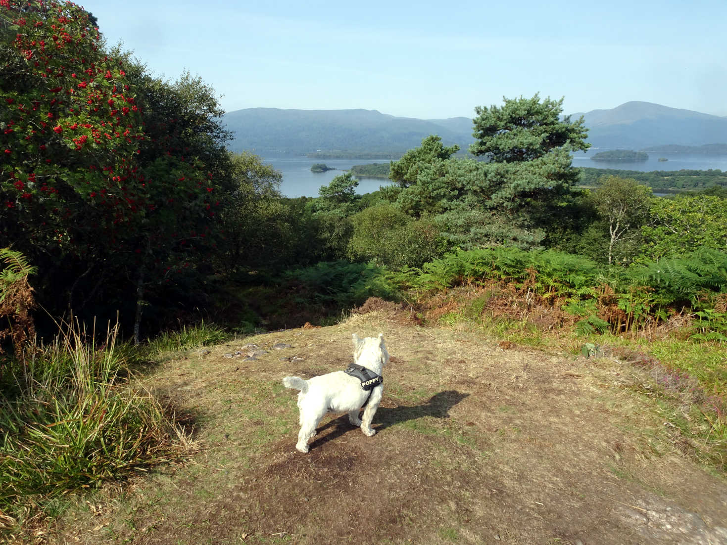 poppy the westie looking north from Inchcailloch