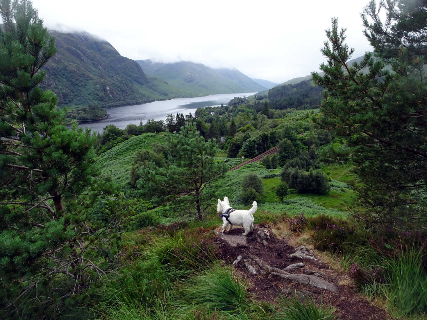 poppy the westie looks over loch shiel