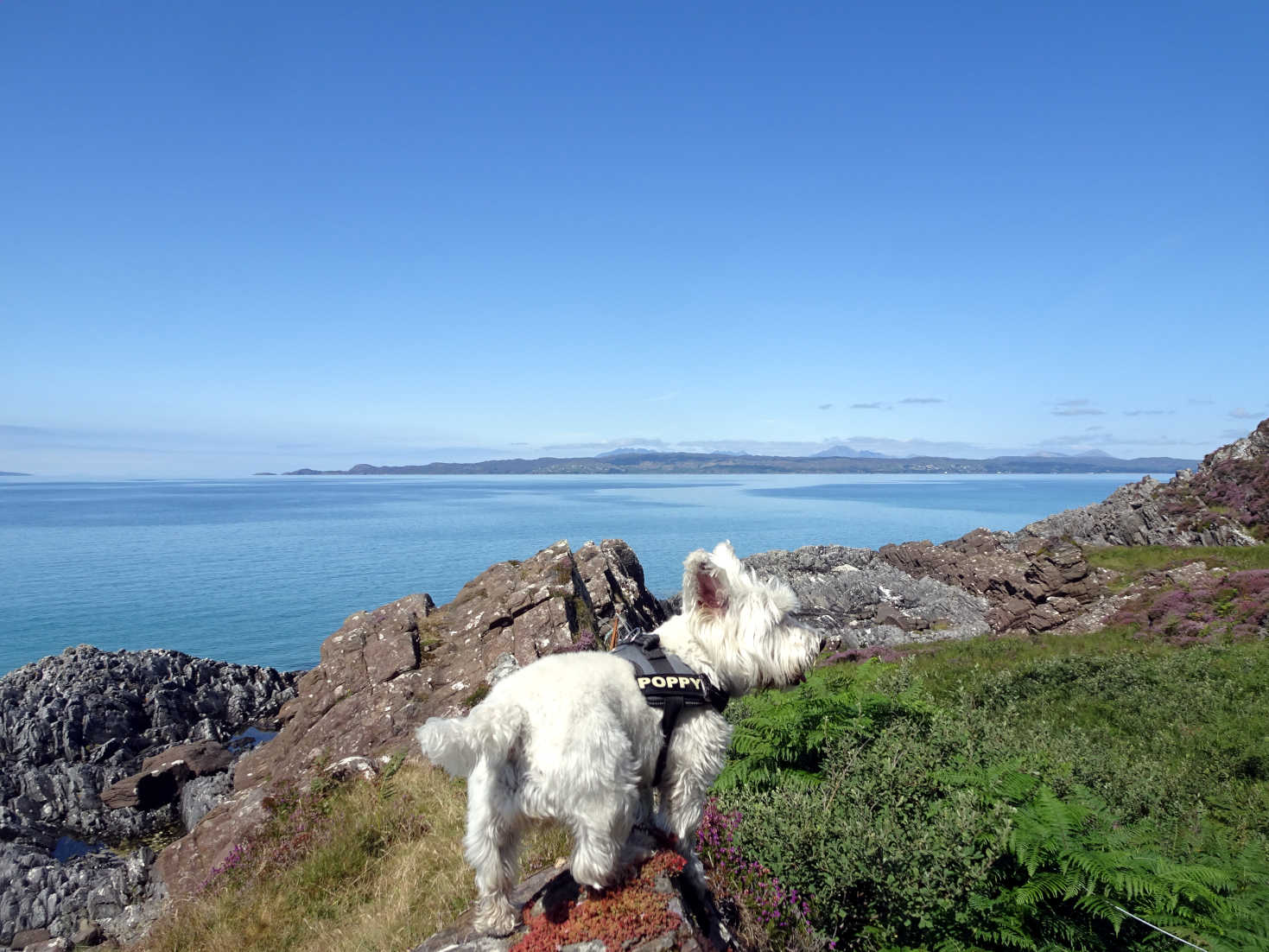 poppy the westie on Rudha n Achaidh Mhor