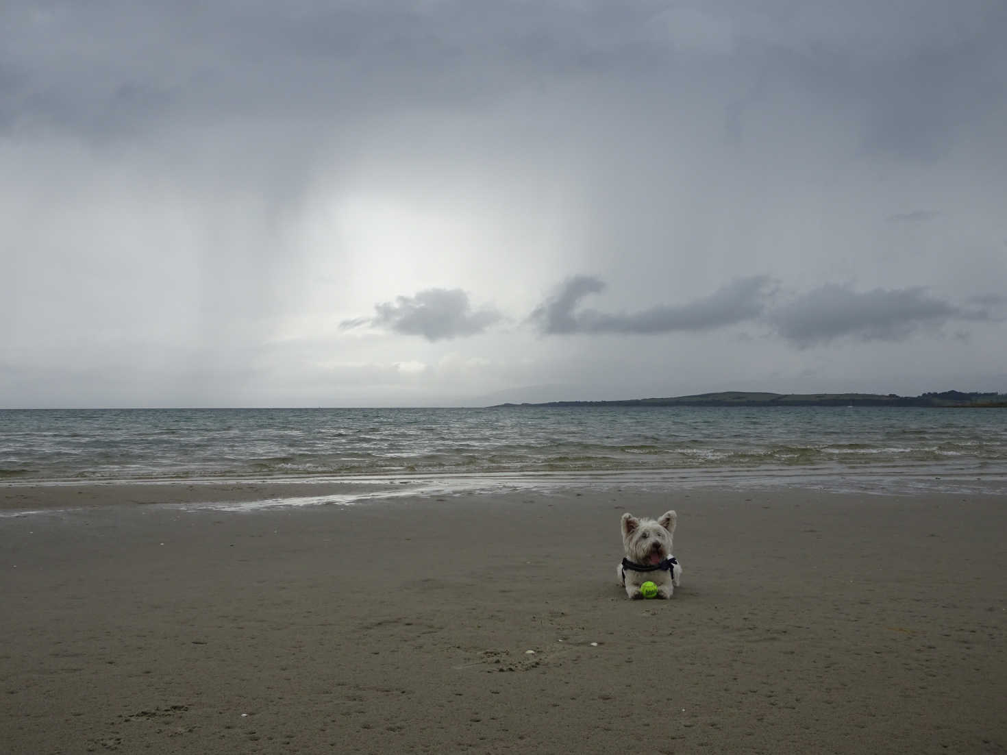 poppy the westie on a moody ettrick bay