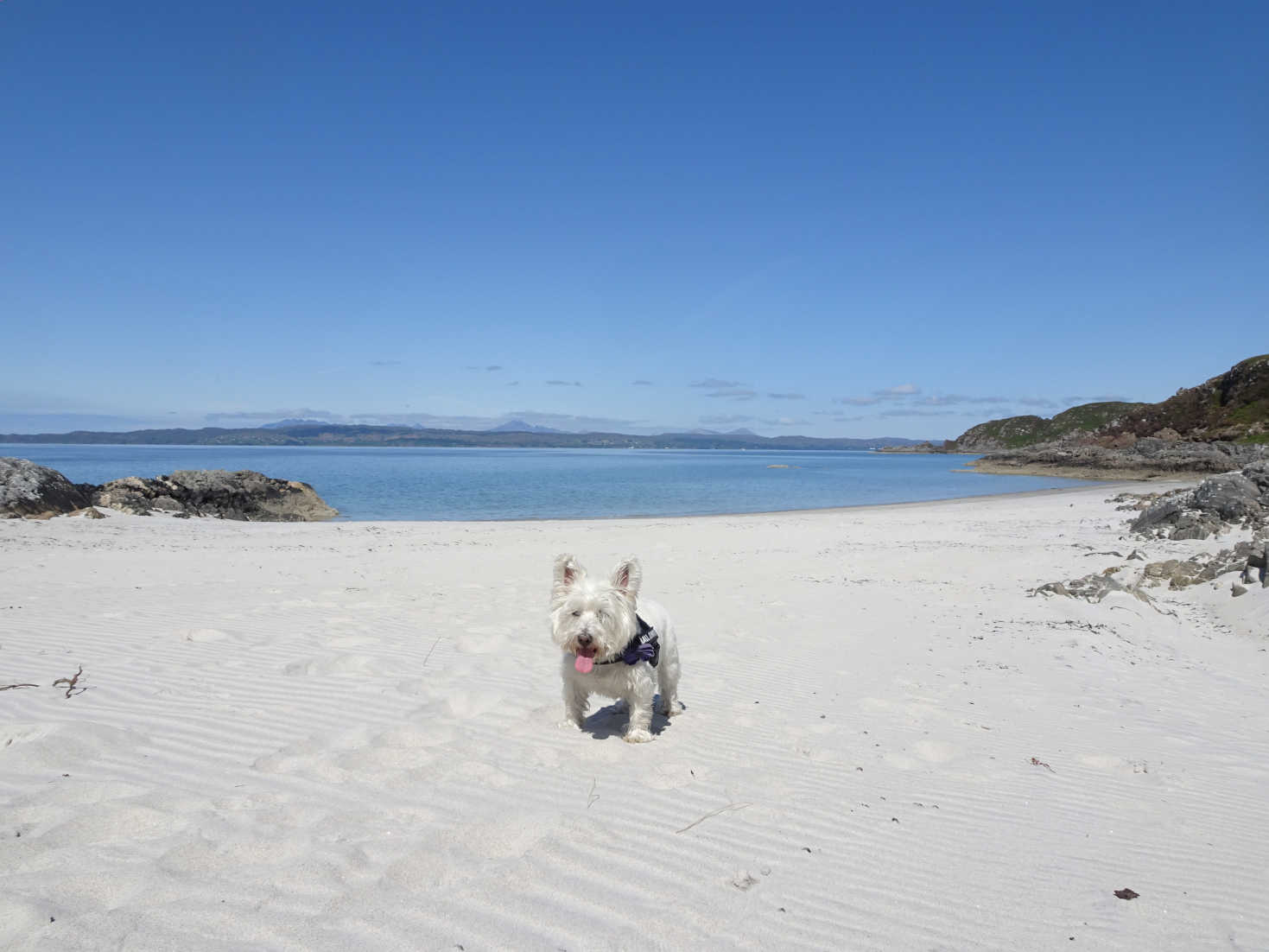 poppy the westie on beach at Rudha n Achaidh Mhor