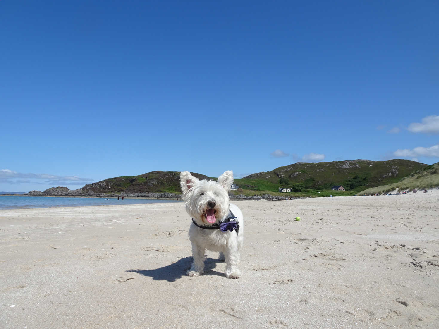 poppy the westie on camusdaroch beach