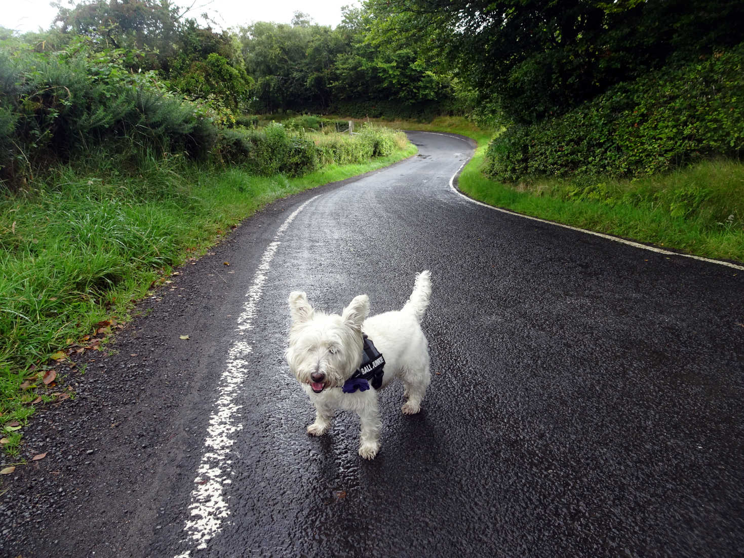 poppy the westie on canada hill bute