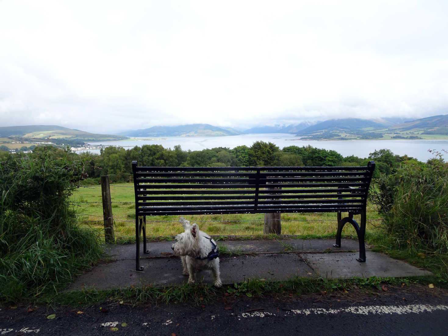 poppy the westie on canada hill with loch striven