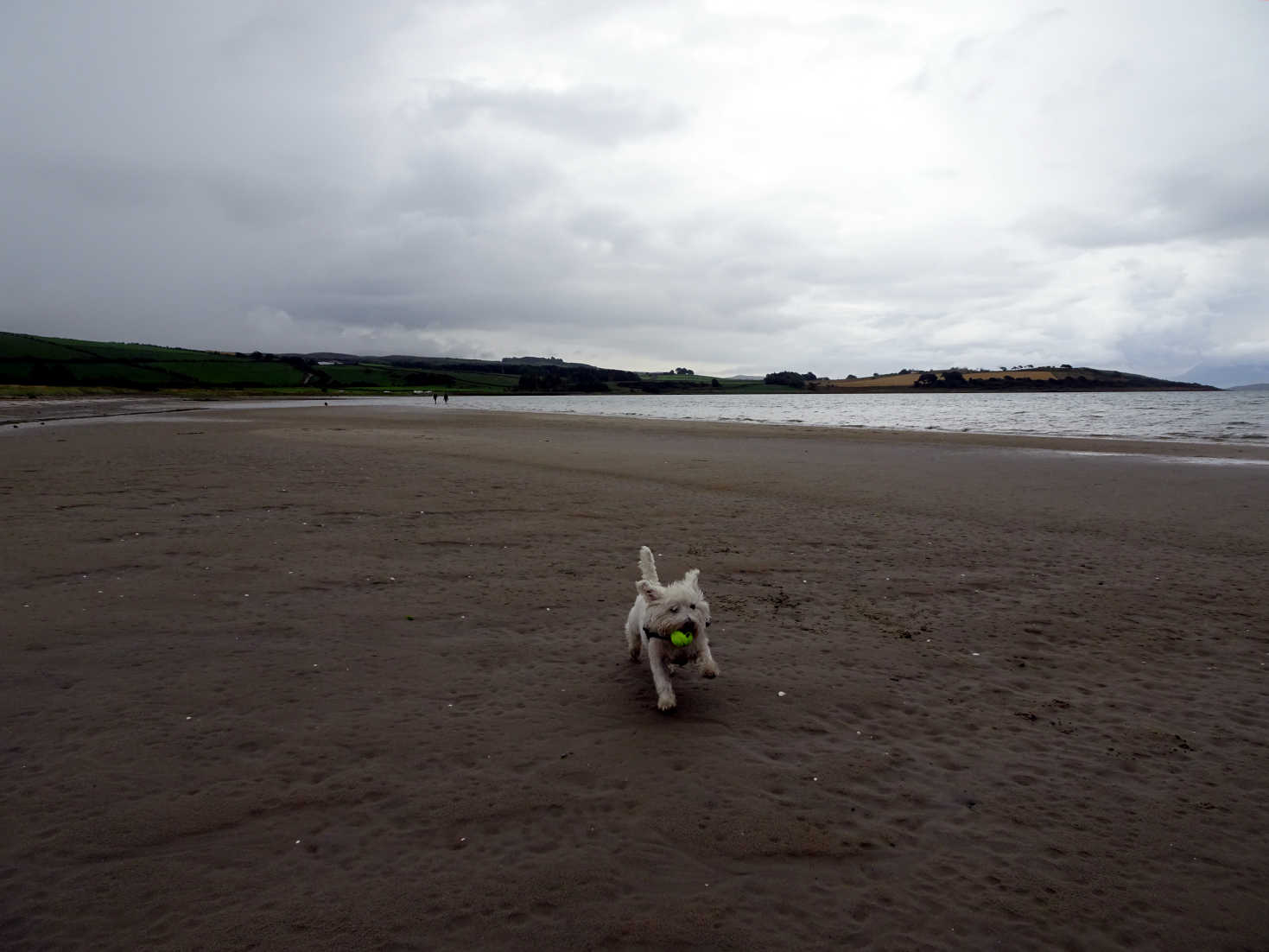 poppy the westie on damp ettrick bay sands