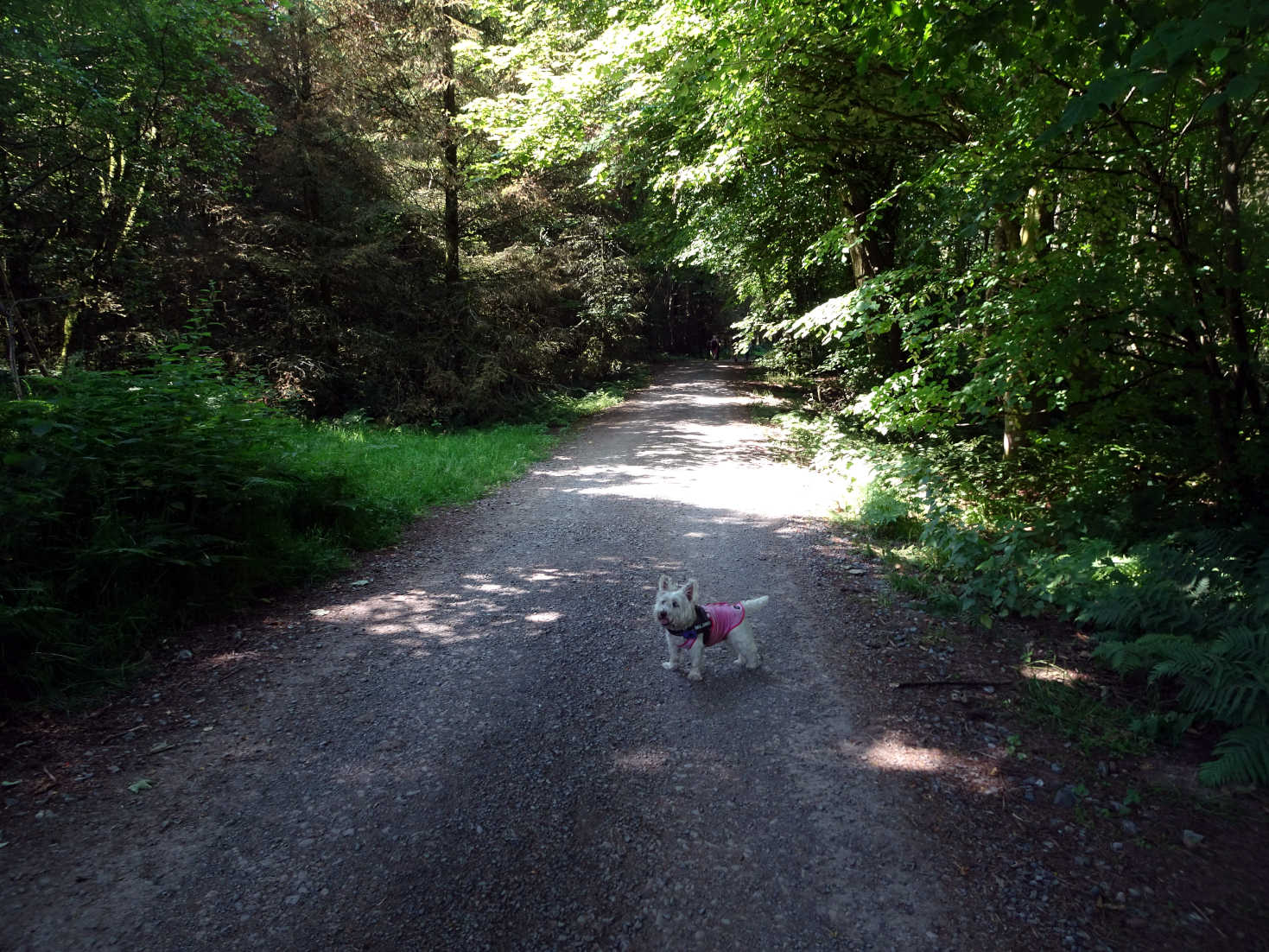 poppy the westie on forrist walk portpatrick