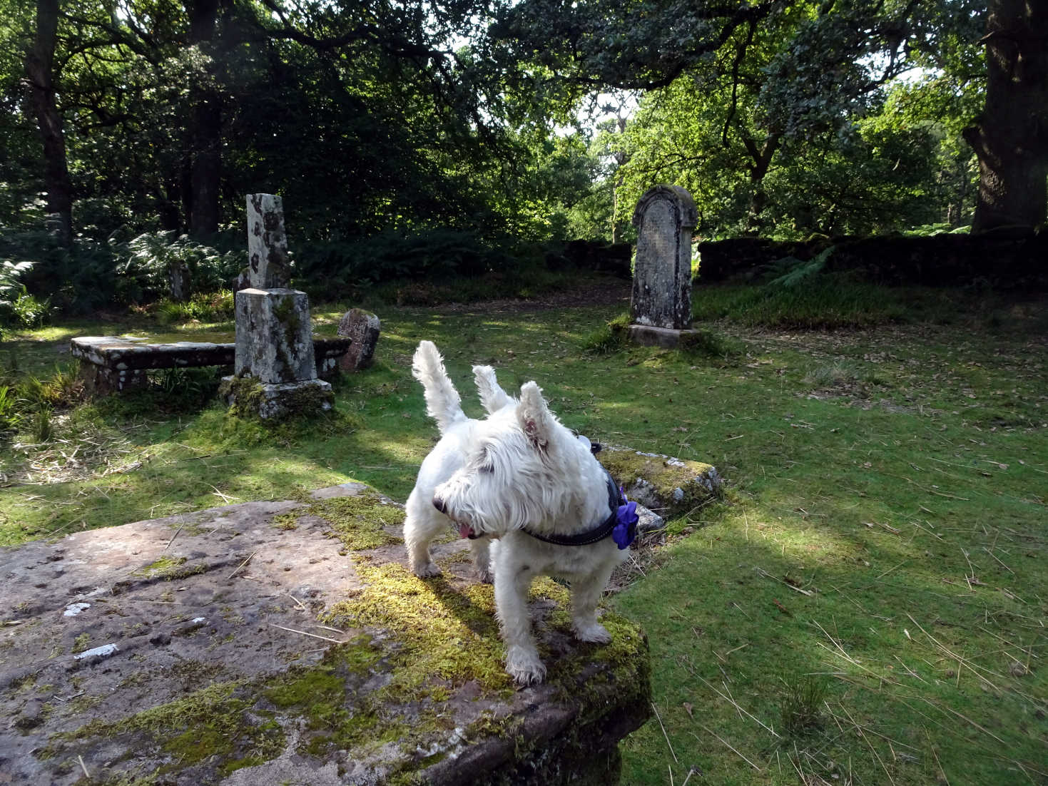 poppy the westie on gregor macgregors grave