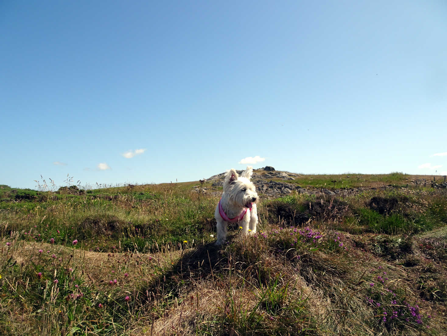 poppy the westie on hill over portpatrick