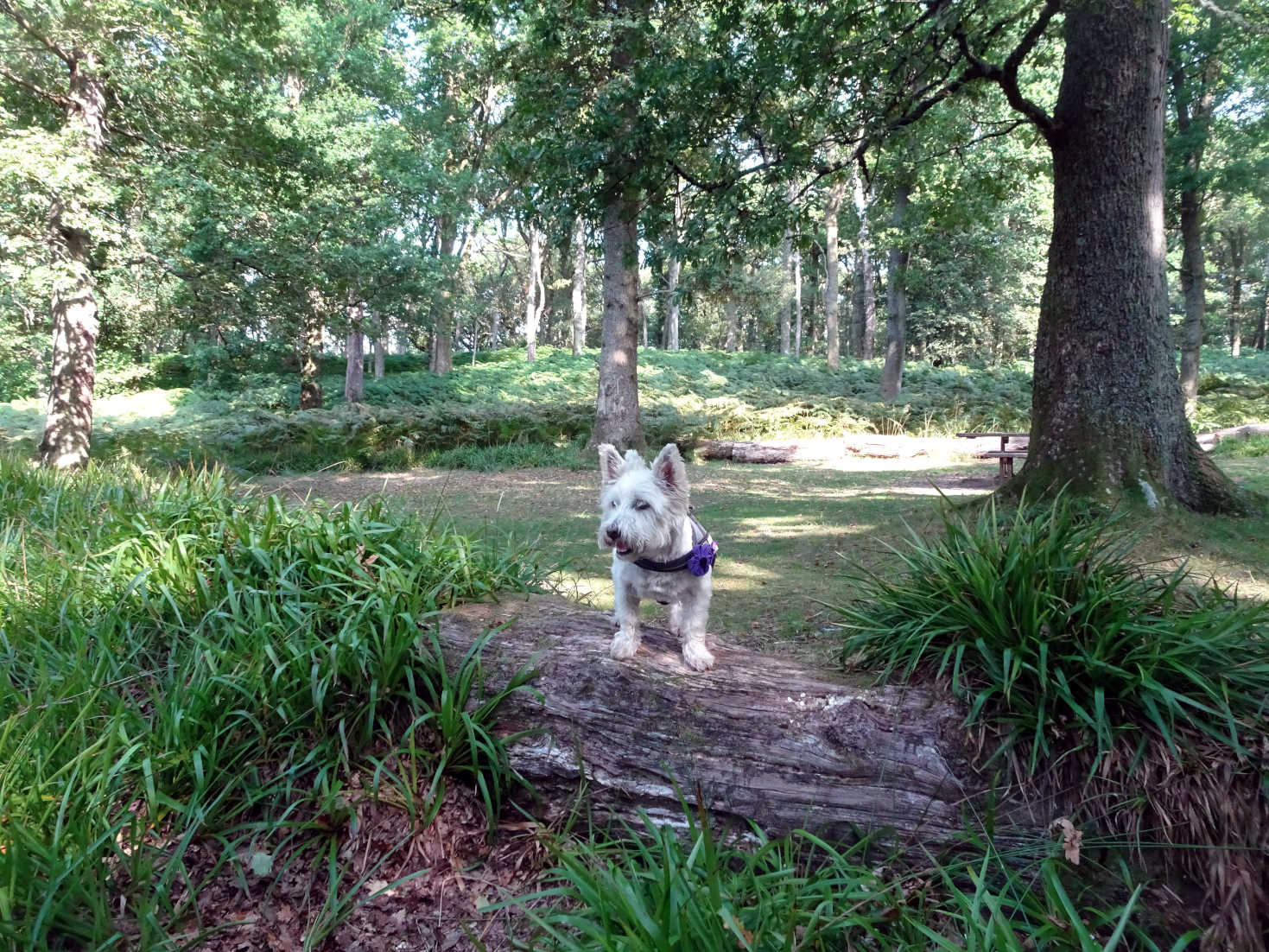 poppy the westie on log at Inchcailloch