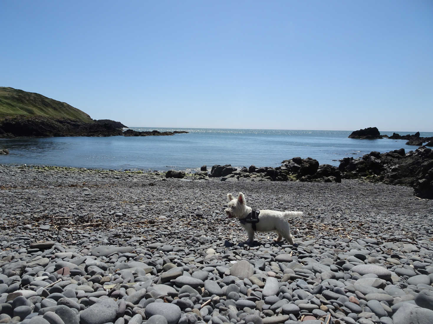 poppy the westie on look out portpatrick