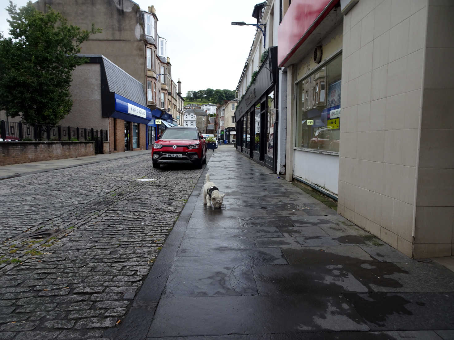 poppy the westie on montague street rothsay