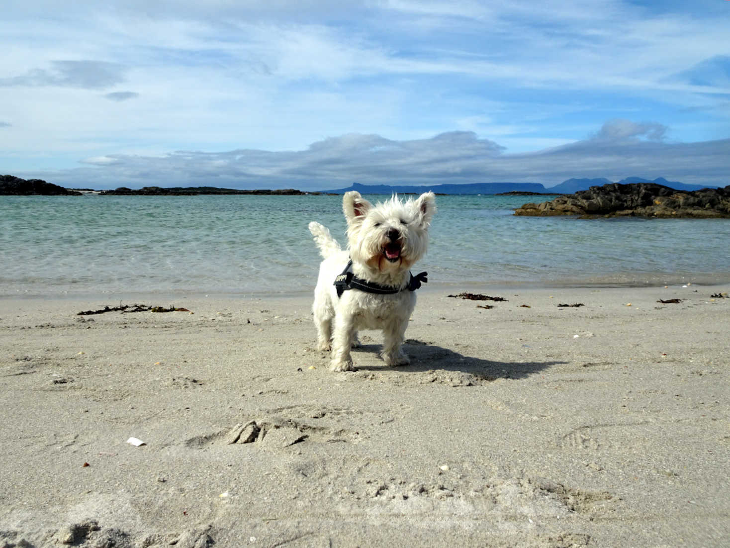 poppy the westie on portnadoran beach