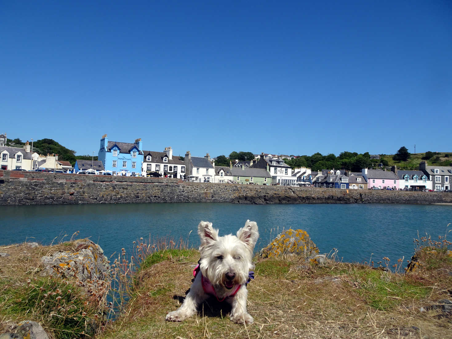 poppy the westie on portpatrick pier