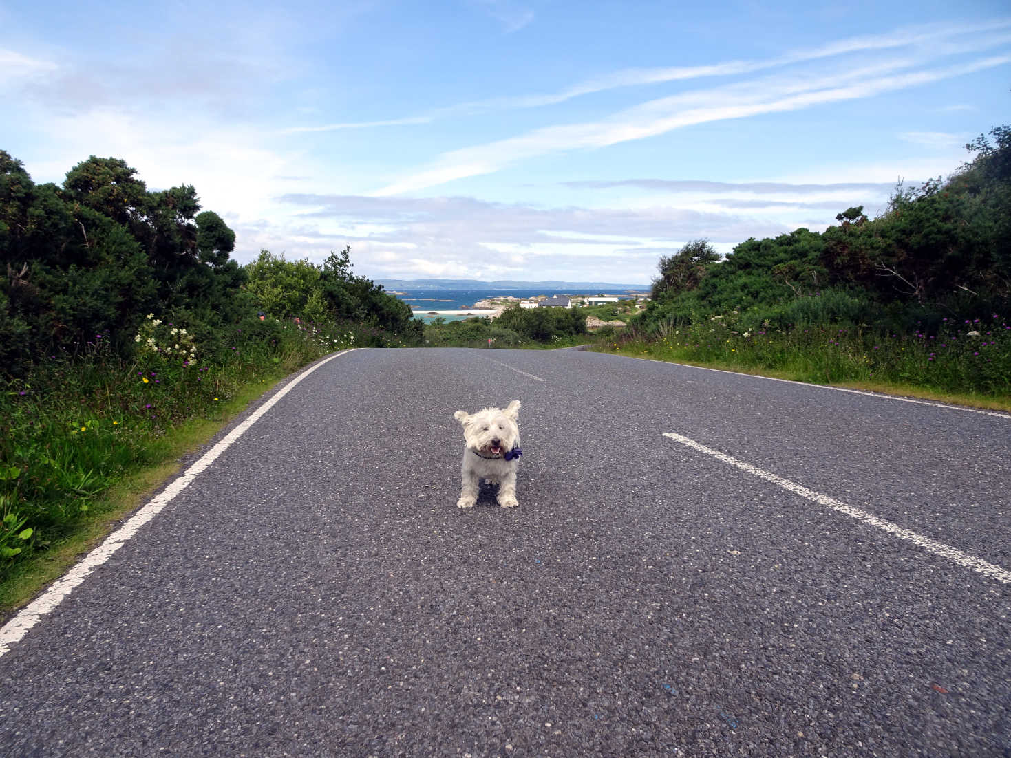 poppy the westie on road to silversands