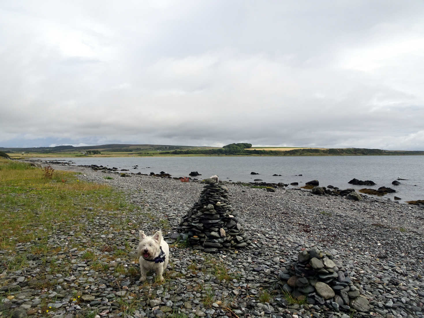 poppy the westie on scalpsie bay