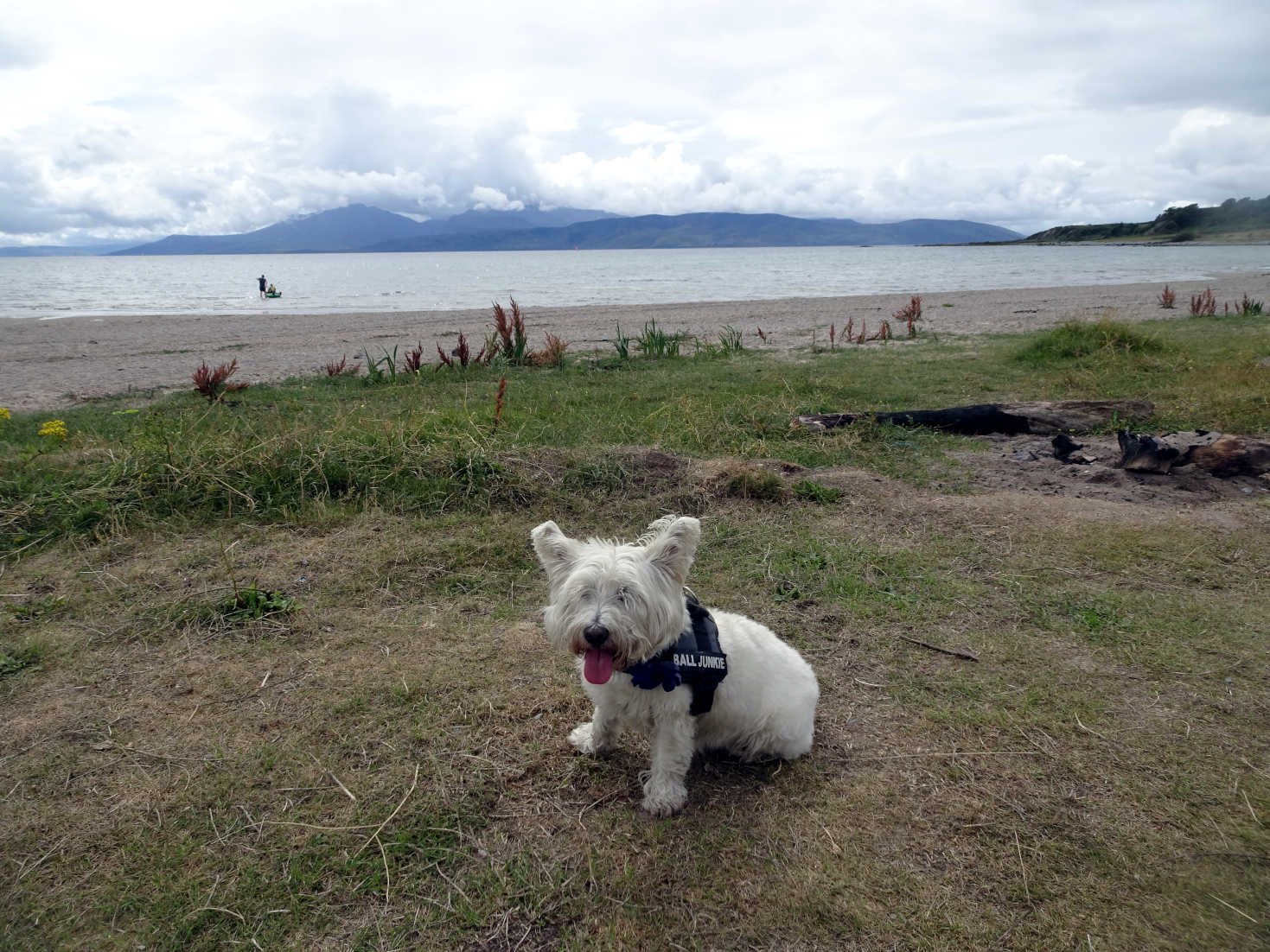 poppy the westie on scalpsie machare