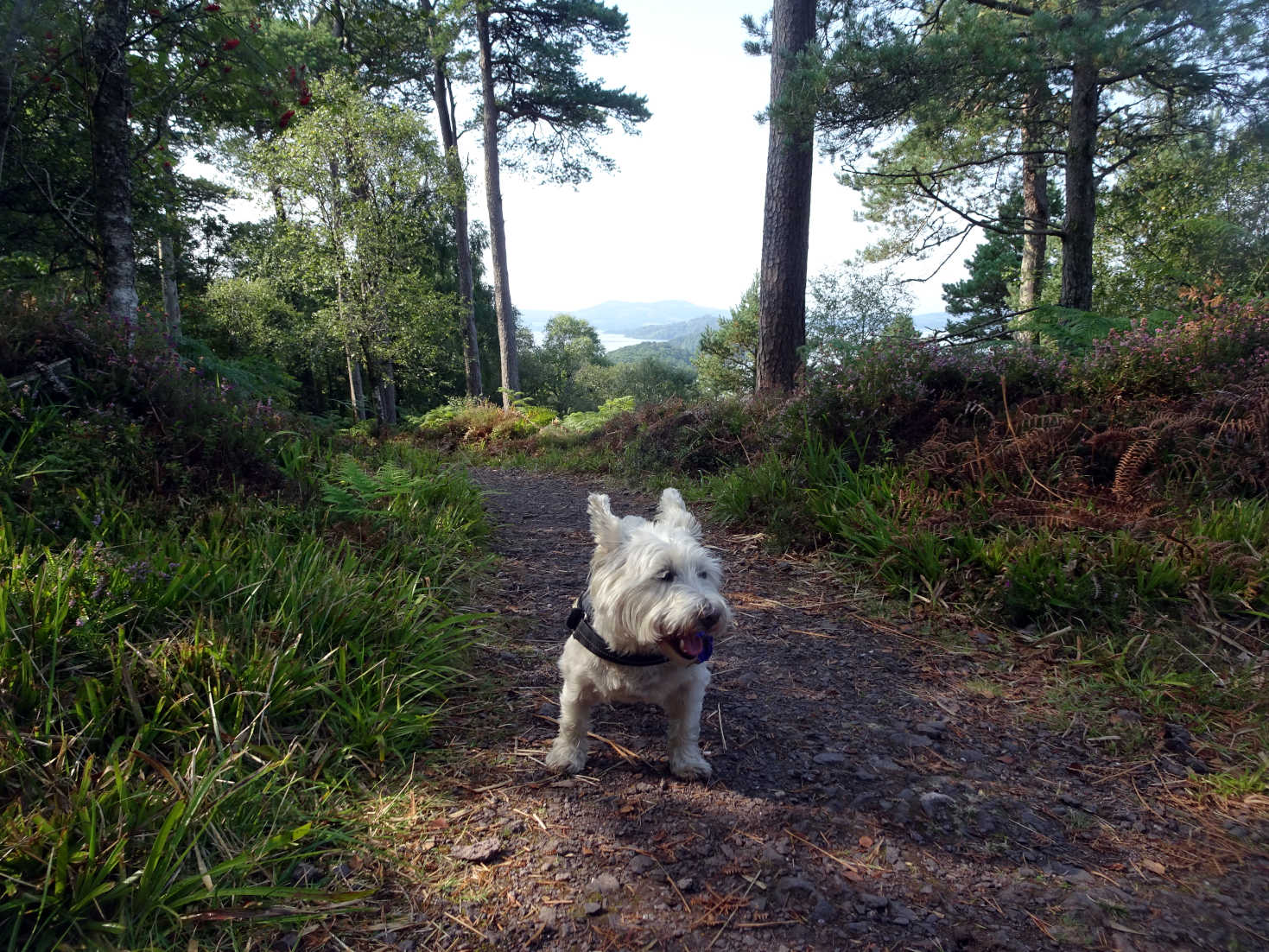 poppy the westie on summit path Inchcailloch