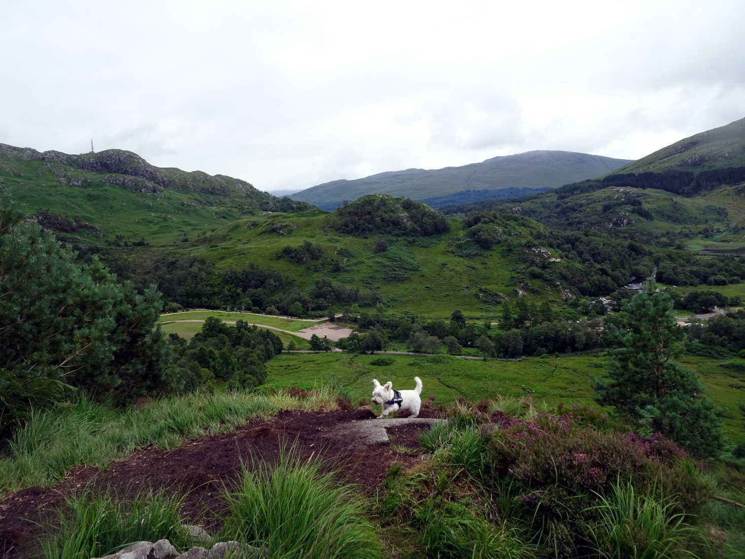 poppy the westie on the hills in glenfinnan