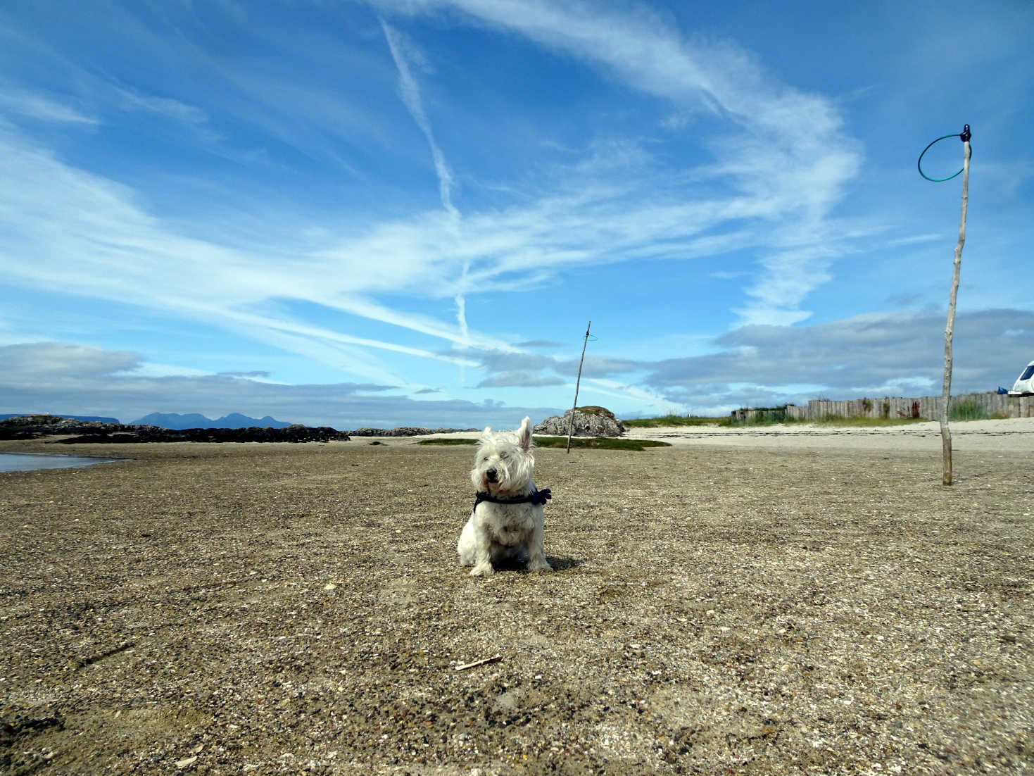 poppy the westie on the invercambe netball field