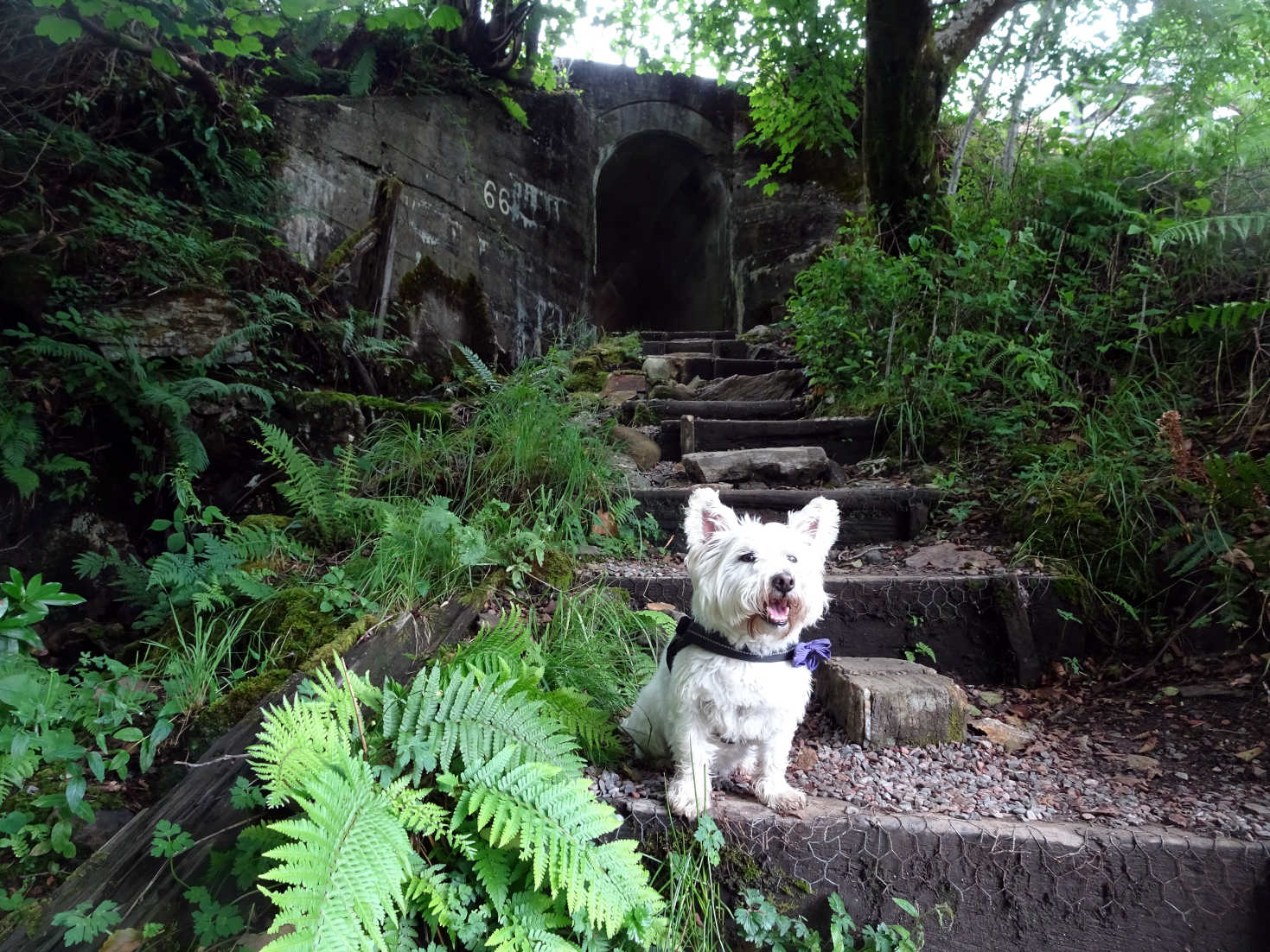 poppy the westie on the other side