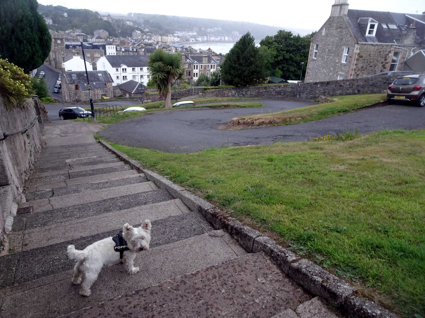 poppy the westie on the serpintine rothsay