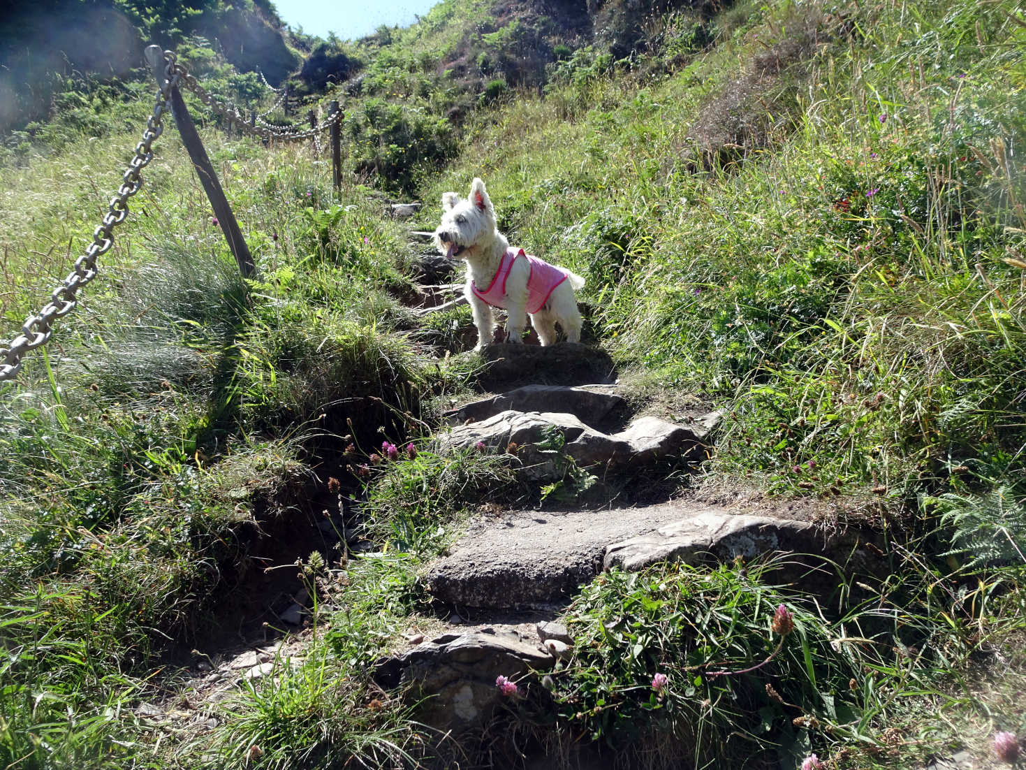 poppy the westie on the steps of death