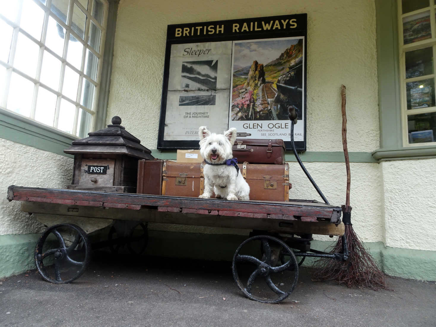 poppy the westie on trolly at glenfinnan