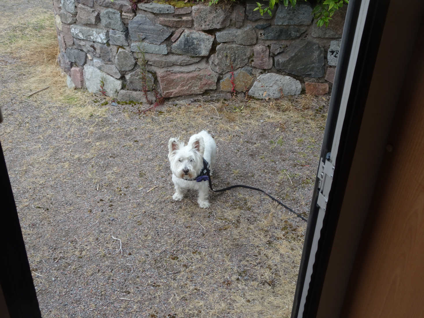 poppy the westie outside betsy at glen coe