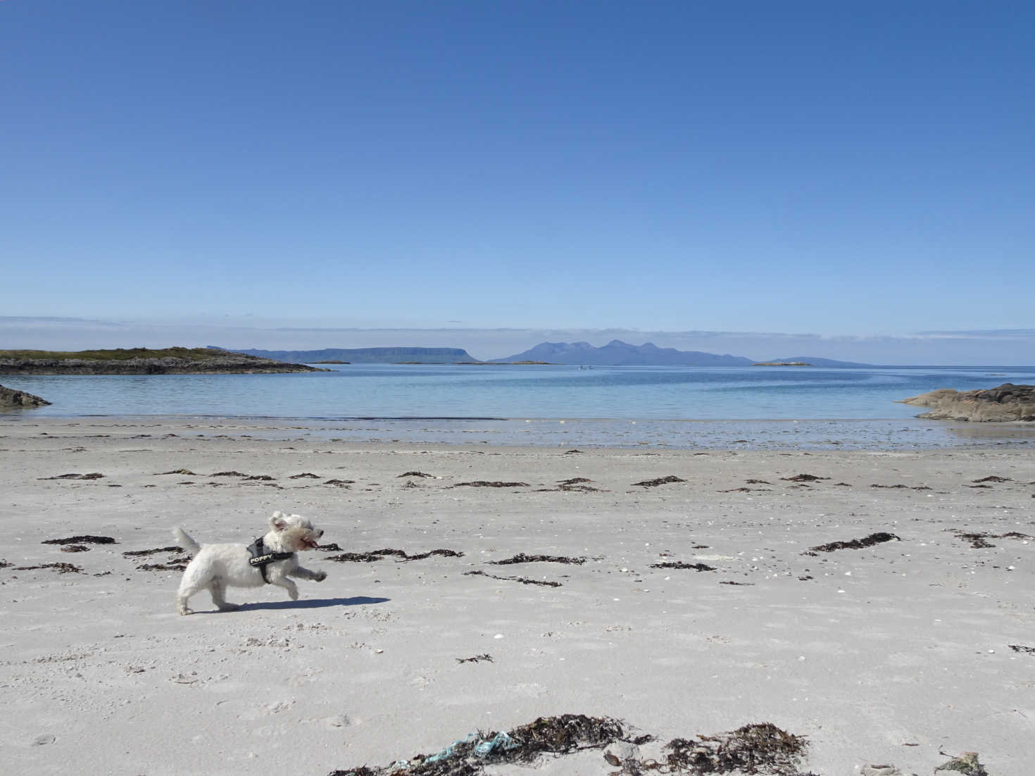 poppy the westie running on traigh beach