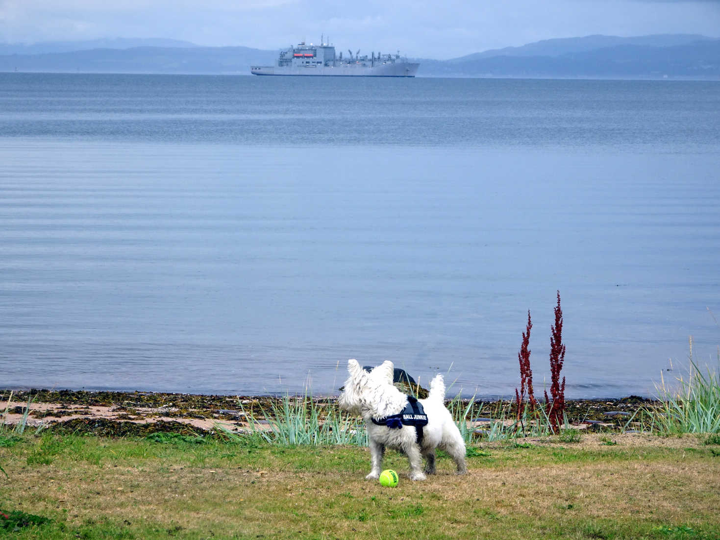 poppy the westie spots a strange boat at kerrycroy