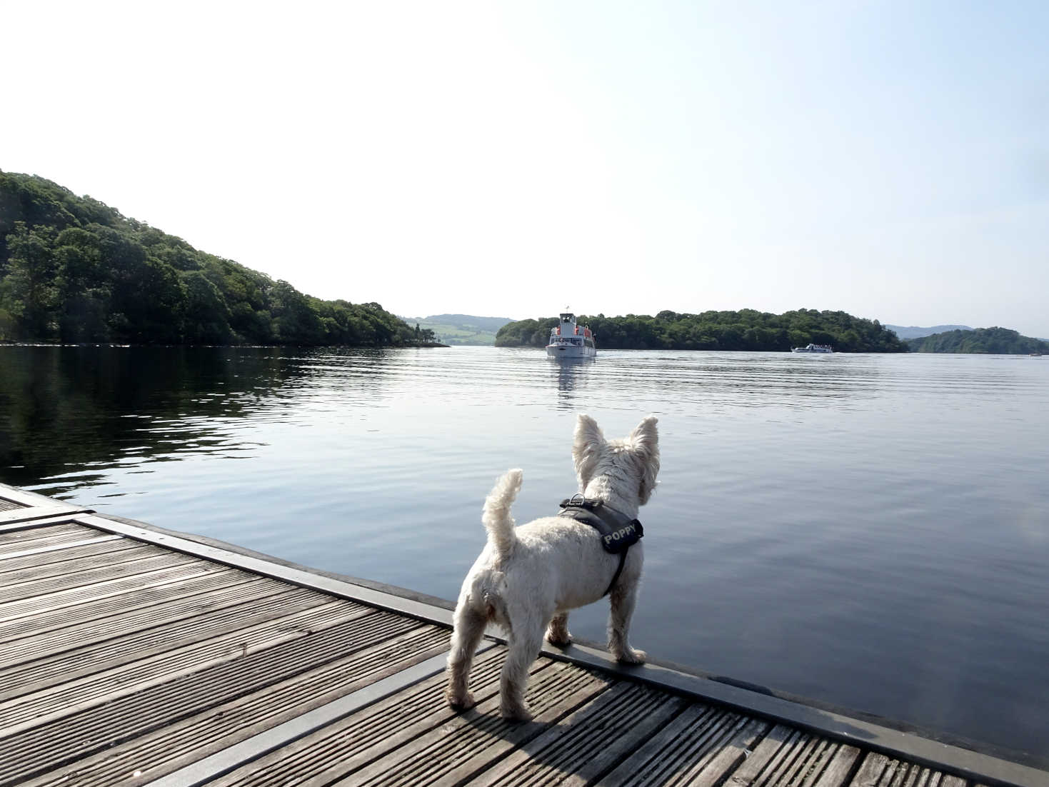 poppy the westie spots the boat at Inchcailloch