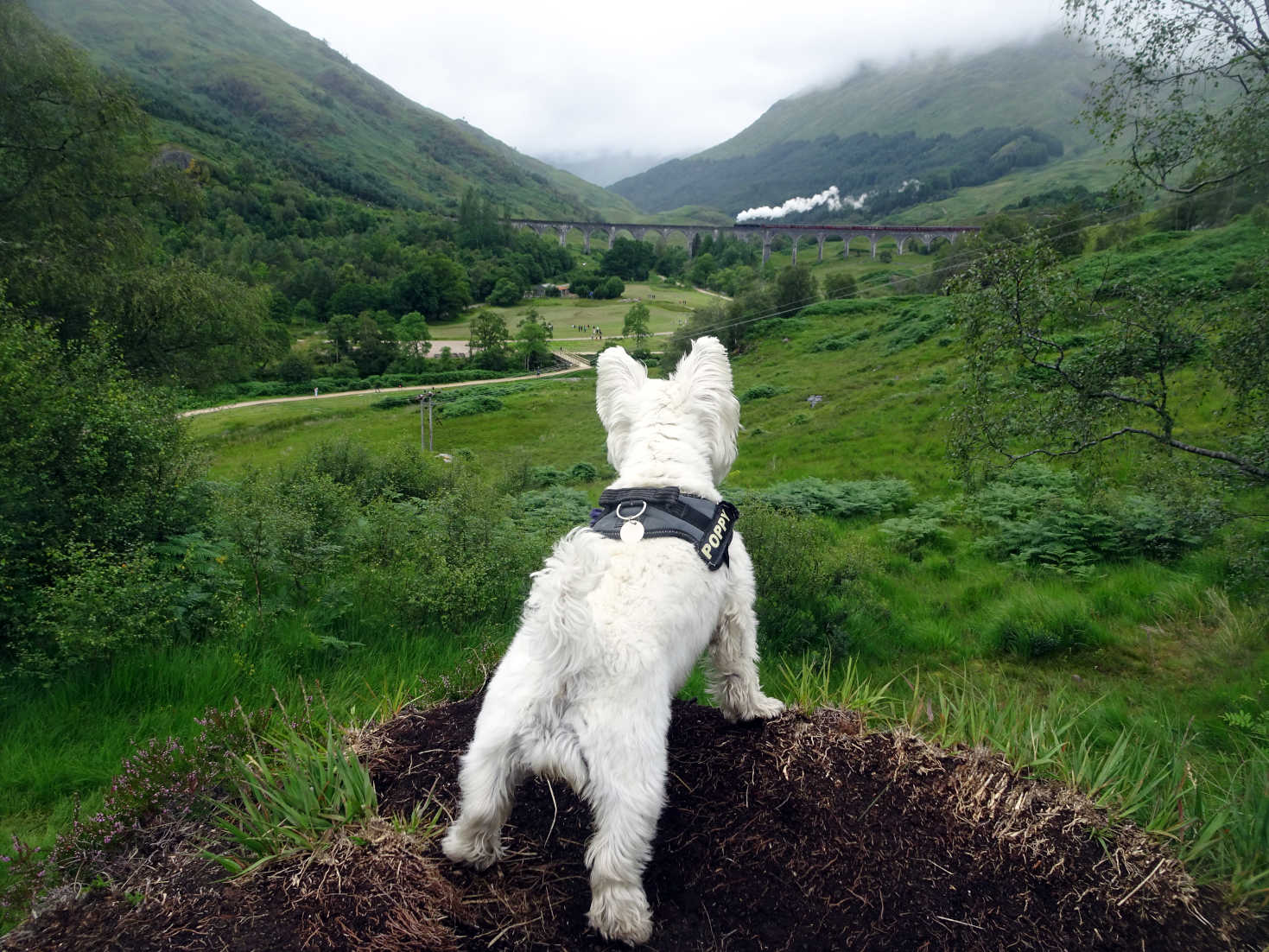 poppy the westie spots the hogwarts express