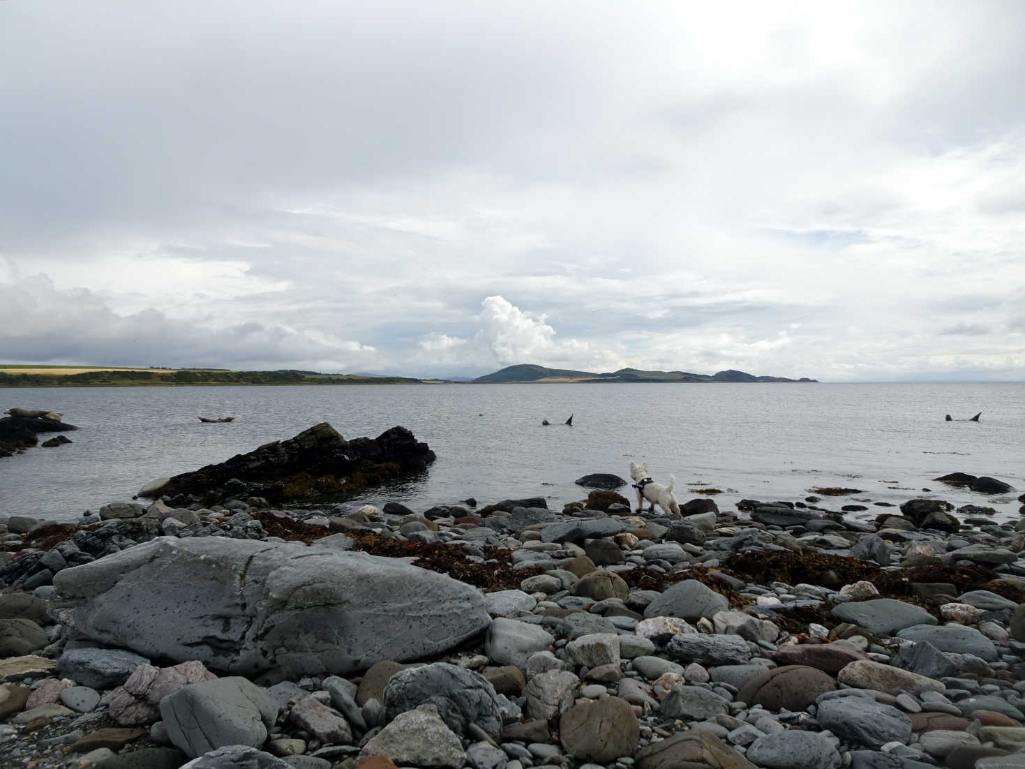 poppy the westie spotts the seals at scalpsie