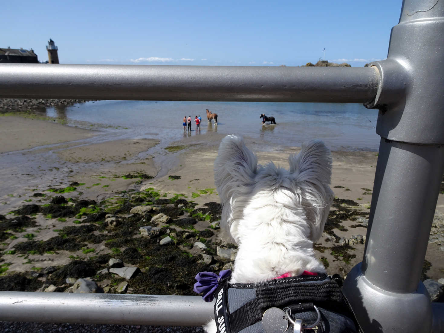 poppy the westie spys horses on beach at portpatrick