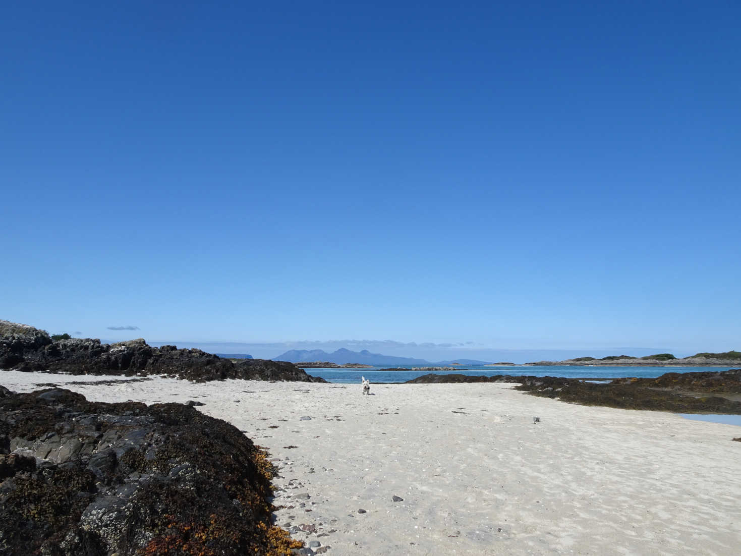 poppy the westie still dragging her paws at traigh beach