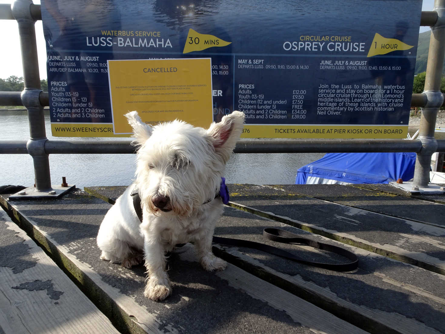 poppy the westie waiting for the boat at luss