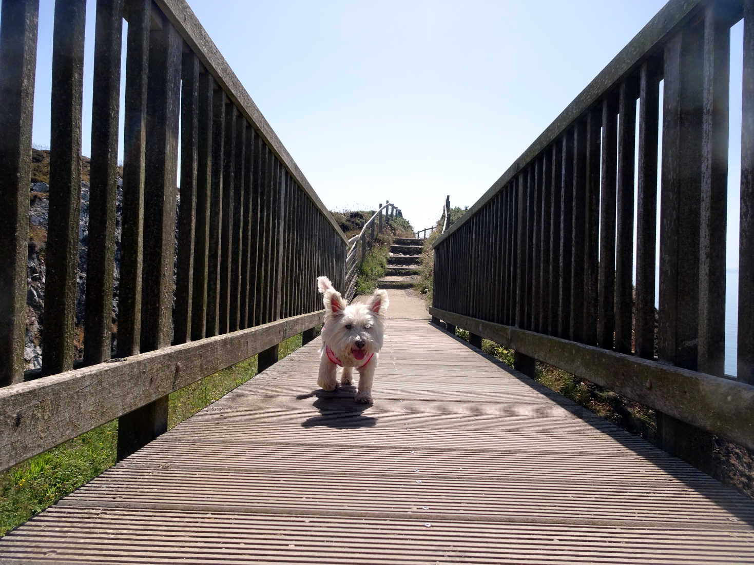 poppysocks crossing bridge at portpatrick