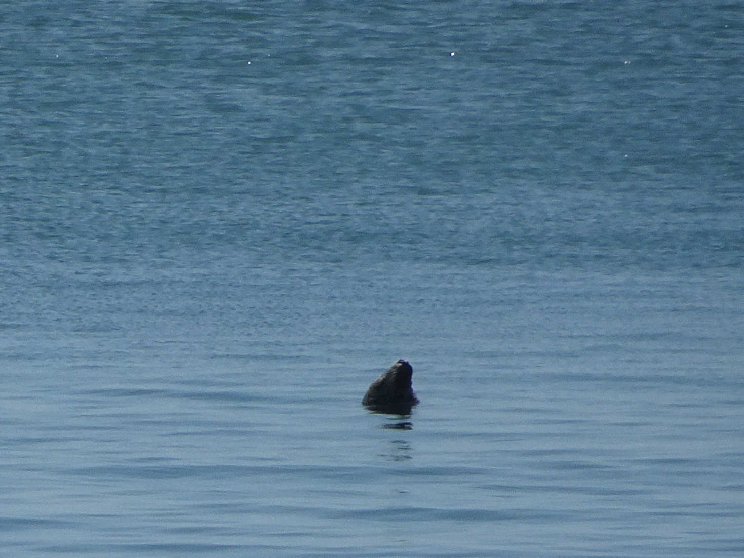 sealmonster at portpatrick