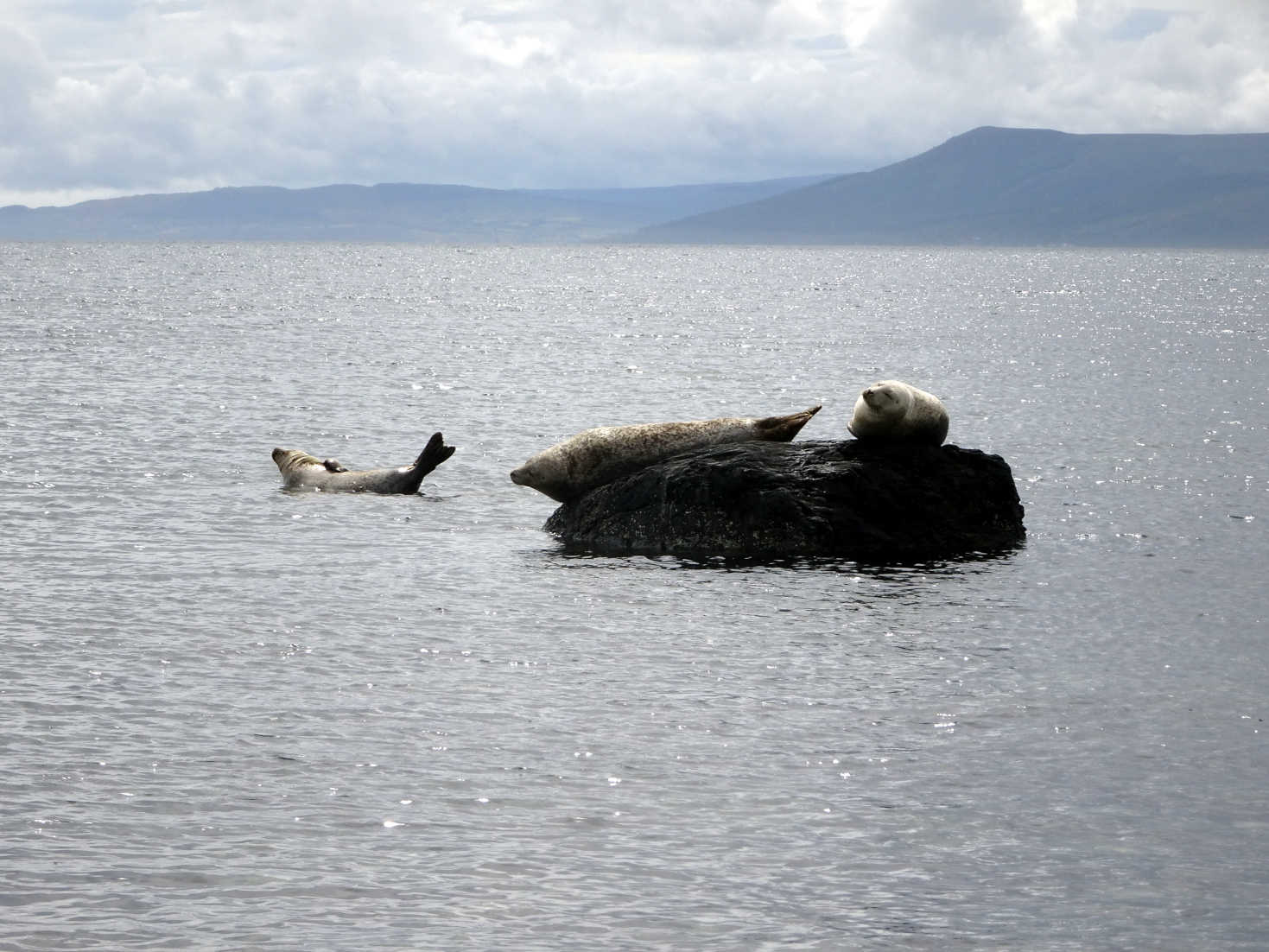 sealmonsters at scalpsie bay