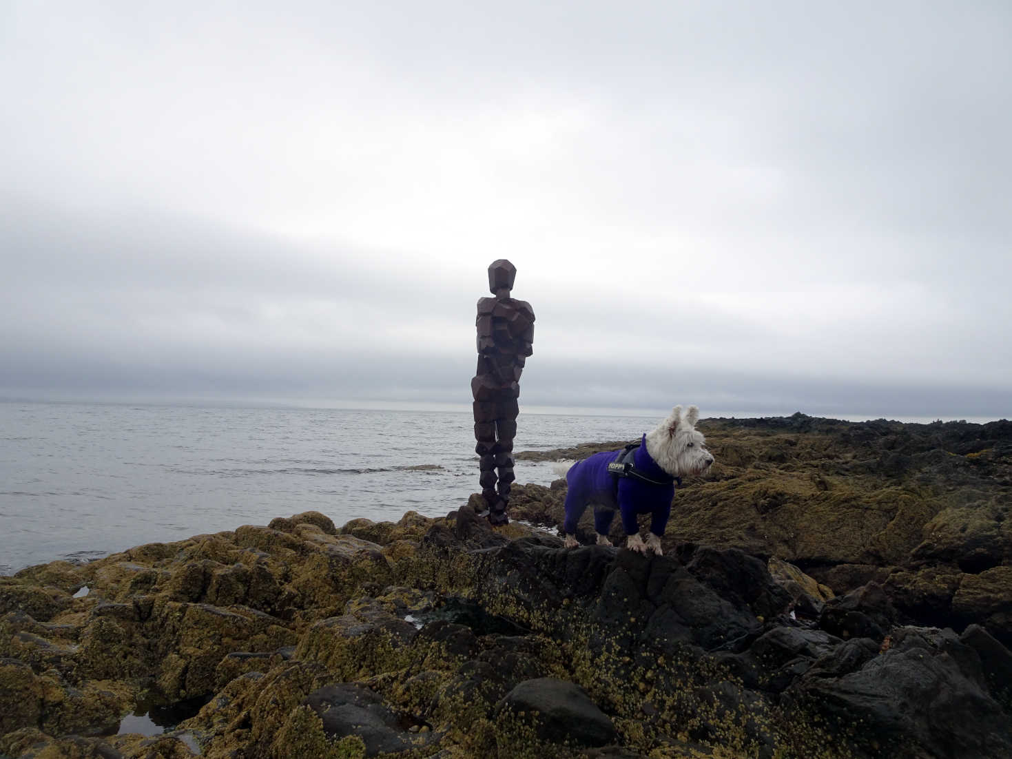 Poppy the westie with gormlys grip statue