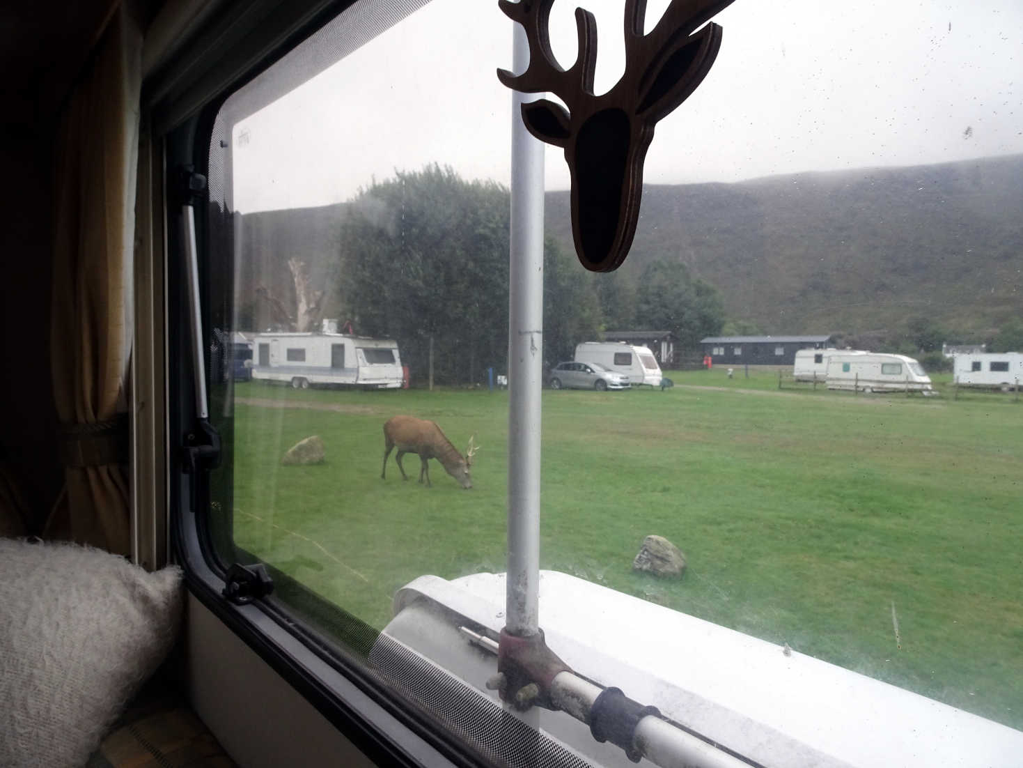 deer at lochranza