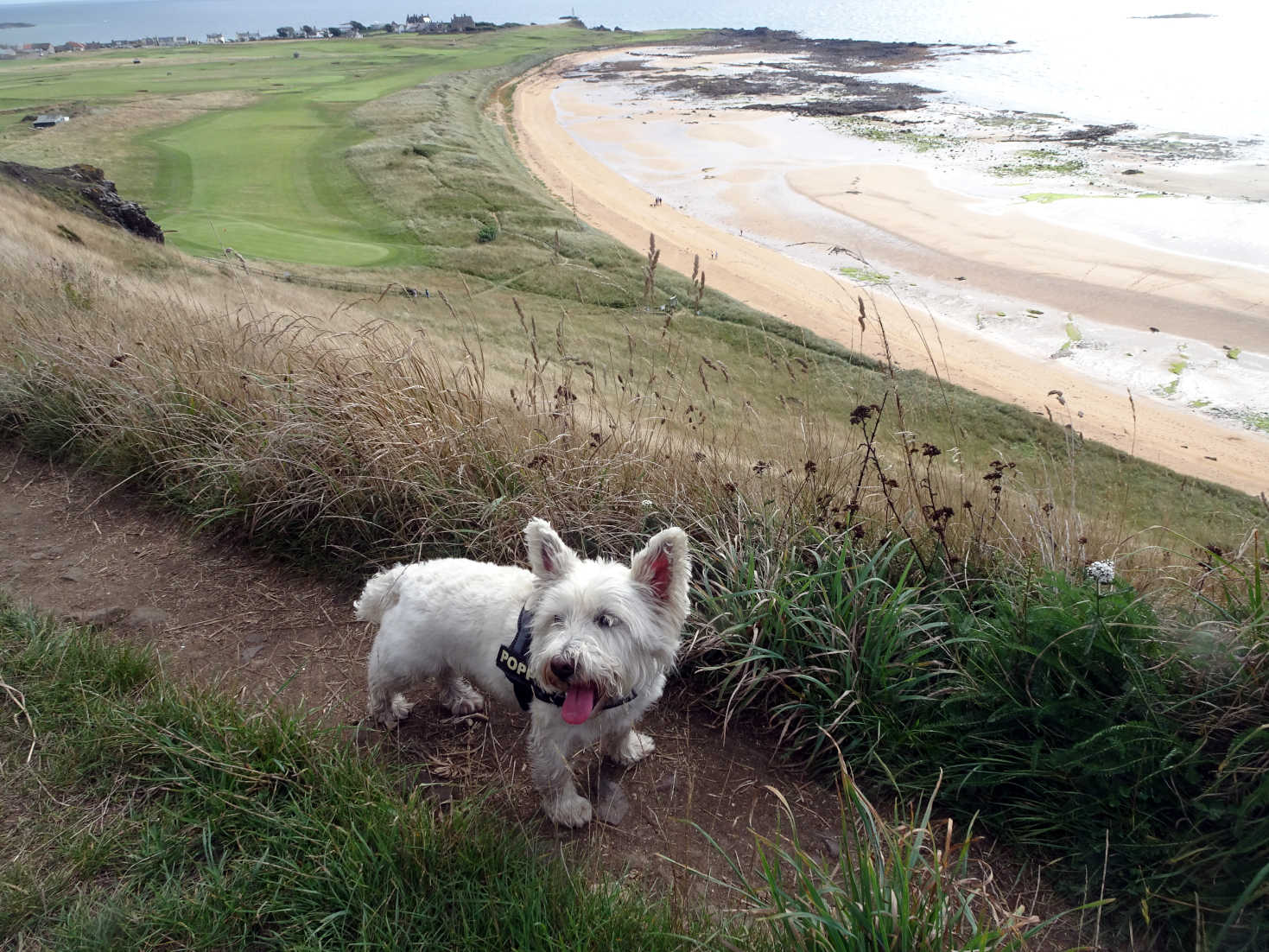 poppy the westie above Elie