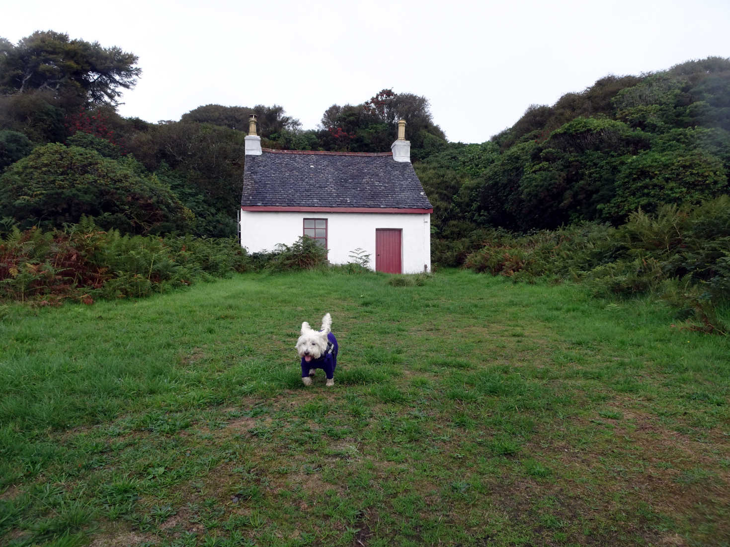 poppy the westie and hidden house at saddel bay