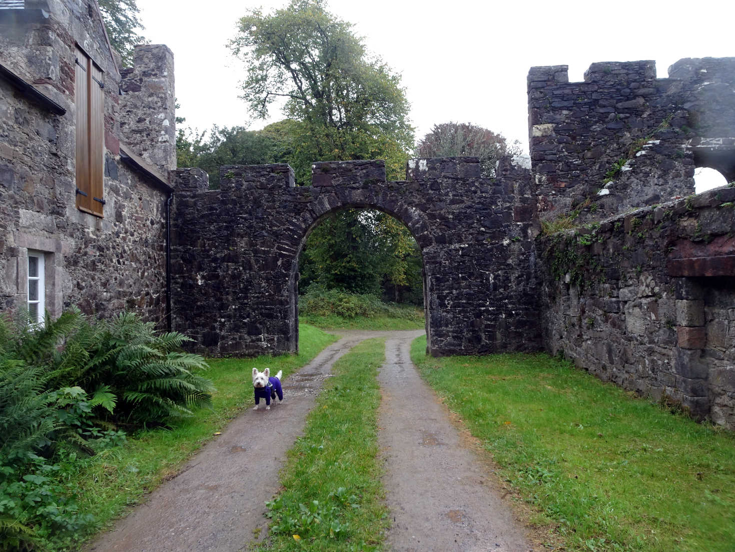 poppy the westie at saddel castle